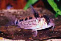 Corydoras evelynae